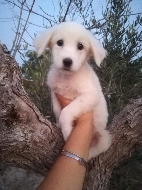 Pecky Cucciola Simil Maremmano Cerca Casa